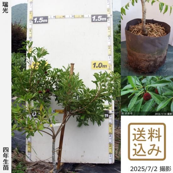 【2025年度予約商品】大苗◇
