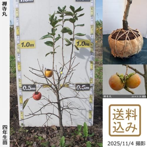 ڽ缡вġ(Դų) (󤸤ޤ)[Ϸ 2022ǯ:M]ռӡ