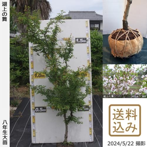 ͽʡȯġ()Ʀ[о](ޥ᥶顦祦Υޥ)[Ϸ 2017ǯ:LL]