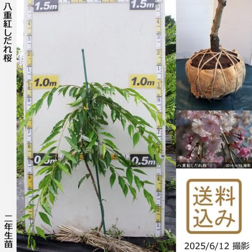 <img class='new_mark_img1' src='https://img.shop-pro.jp/img/new/icons14.gif' style='border:none;display:inline;margin:0px;padding:0px;width:auto;' />2025ǯͽʡ2ǯġ() ȬŹȤ[Ϸ 2024ǯ:S]