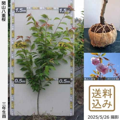 <img class='new_mark_img1' src='https://img.shop-pro.jp/img/new/icons14.gif' style='border:none;display:inline;margin:0px;padding:0px;width:auto;' />2025ǯͽʡ3ǯġ() ػ(󥶥)Ȭź[Ϸ 2023ǯ:M]
