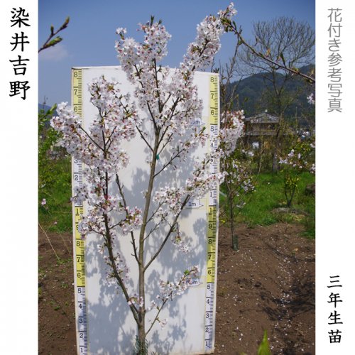 サクラ 桜 染井吉野 ソメイヨシノ 大苗 果樹苗 大苗 苗木販売の隅田農園 京都丹波