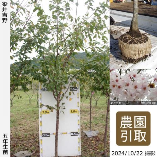 ġ()(ᥤ襷)[Ϸ 2019ǯ:M]