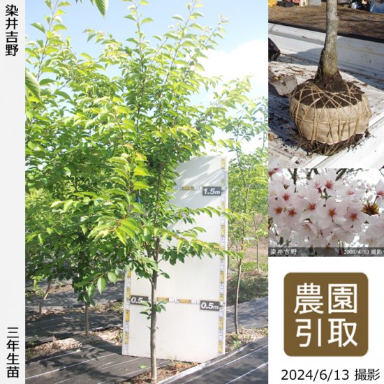 サクラ(桜)染井吉野(ソメイヨシノ)[四年生苗] - 果樹苗・大苗・苗木販売の隅田農園@京都亀岡