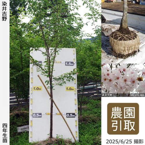 <img class='new_mark_img1' src='https://img.shop-pro.jp/img/new/icons14.gif' style='border:none;display:inline;margin:0px;padding:0px;width:auto;' />2025ǯͽʡġ()(ᥤ襷)[Ϸ 2022ǯ:4L(high)]Τ
