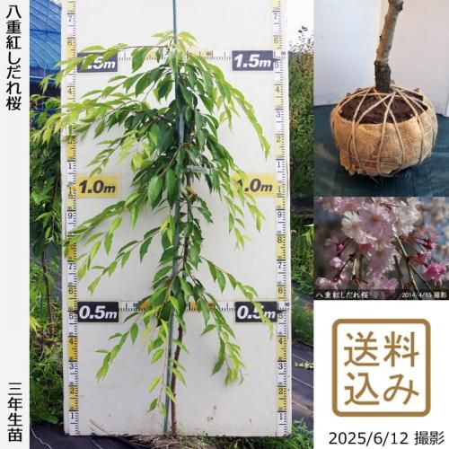 <img class='new_mark_img1' src='https://img.shop-pro.jp/img/new/icons14.gif' style='border:none;display:inline;margin:0px;padding:0px;width:auto;' />2025ǯͽʡ3ǯġ() ȬŹȤ[Ϸ 2023ǯ:M]