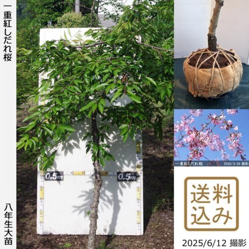 <img class='new_mark_img1' src='https://img.shop-pro.jp/img/new/icons14.gif' style='border:none;display:inline;margin:0px;padding:0px;width:auto;' />2025ǯͽʡġ() ŹȤ[Ϸ 2018ǯ:LL]緿