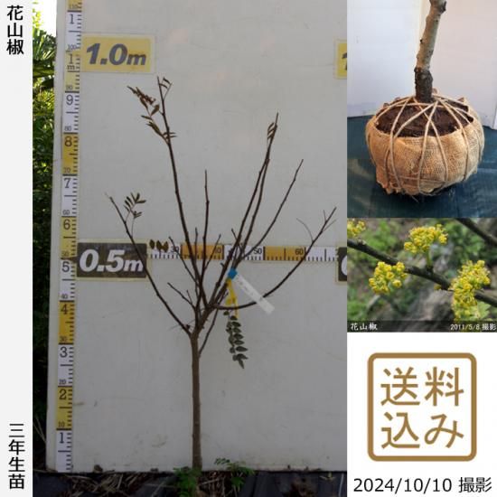 【順次出荷中】3年生苗◇サンシ