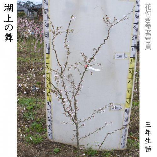 サクラ(桜)豆桜[湖上の舞](マメザクラ・コジョウノマイ)地掘大苗 - 果樹苗・大苗・苗木販売の隅田農園@京都亀岡