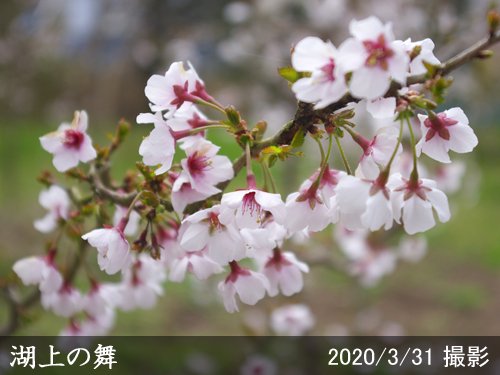 サクラ(桜)豆桜[湖上の舞](マメザクラ・コジョウノマイ)地掘大苗 - 果樹苗・大苗・苗木販売の隅田農園@京都亀岡