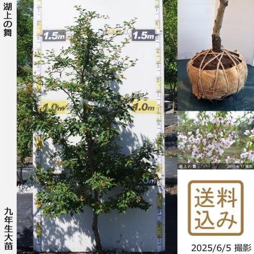 <img class='new_mark_img1' src='https://img.shop-pro.jp/img/new/icons14.gif' style='border:none;display:inline;margin:0px;padding:0px;width:auto;' />2025ǯͽʡġ()Ʀ[о](ޥ᥶顦祦Υޥ)[Ϸ 2017ǯ:L]