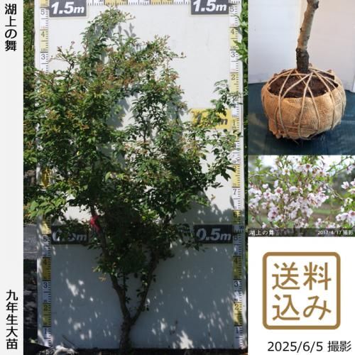 <img class='new_mark_img1' src='https://img.shop-pro.jp/img/new/icons14.gif' style='border:none;display:inline;margin:0px;padding:0px;width:auto;' />2025ǯͽʡġ()Ʀ[о](ޥ᥶顦祦Υޥ)[Ϸ 2017ǯ:M]