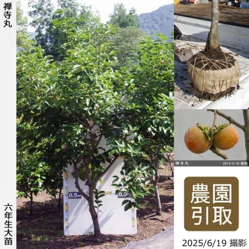 <img class='new_mark_img1' src='https://img.shop-pro.jp/img/new/icons14.gif' style='border:none;display:inline;margin:0px;padding:0px;width:auto;' />2025ǯͽʡġ(Դų) (󤸤ޤ)[Ϸ 2020ǯ:5L]ռӡΤ