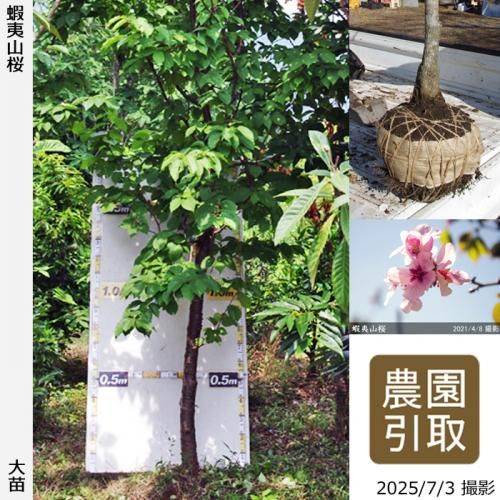 山桜]サクラ(桜)・しだれ桜の大苗 - 果樹苗・大苗・苗木販売の