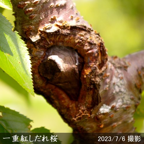 サクラ 桜 一重紅しだれ桜 ヒトエベニシダレザクラ 大苗 果樹苗 大苗 苗木販売の隅田農園 京都丹波