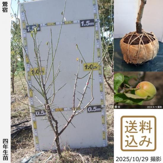 【順次出荷中】大苗◇ウメ(実梅