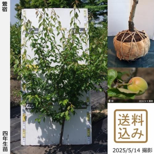 【順次出荷中】大苗◇ウメ(実梅