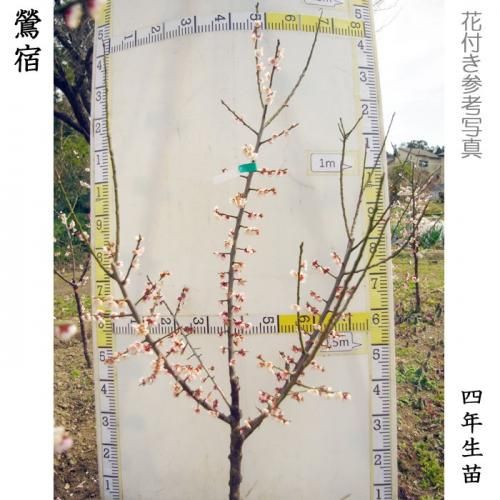 【2025年度予約商品】大苗◇