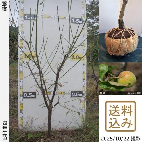 2025ǯͽʡġ()(夯)[Ϸ 2022ǯ:M]ռӡ