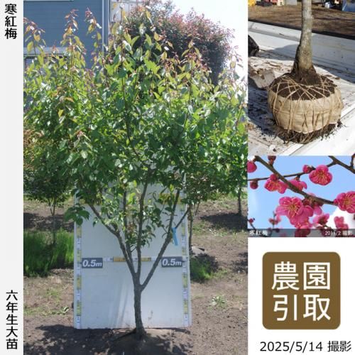 <img class='new_mark_img1' src='https://img.shop-pro.jp/img/new/icons14.gif' style='border:none;display:inline;margin:0px;padding:0px;width:auto;' />2025ǯͽʡġ() (󤳤Ф)[Ϸ 2020ǯ:4L]Τ
