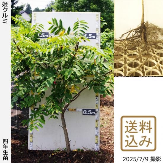 【2025年度予約商品】大苗◇