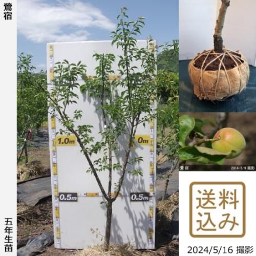 【2025年度予約商品】大苗◇