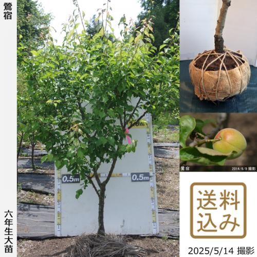 <img class='new_mark_img1' src='https://img.shop-pro.jp/img/new/icons14.gif' style='border:none;display:inline;margin:0px;padding:0px;width:auto;' />2025ǯͽʡġ()(夯)[Ϸ 2020ǯ:3L]ռӡ緿