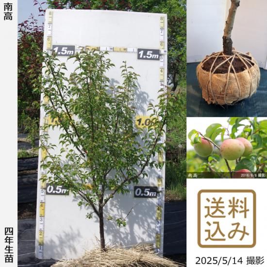 【2025年度予約商品】大苗◇