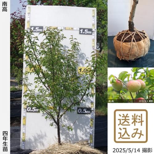 <img class='new_mark_img1' src='https://img.shop-pro.jp/img/new/icons14.gif' style='border:none;display:inline;margin:0px;padding:0px;width:auto;' />2025ǯͽʡġ()(ʤ󤳤)[Ϸ2022ǯ:L]ռӡ
