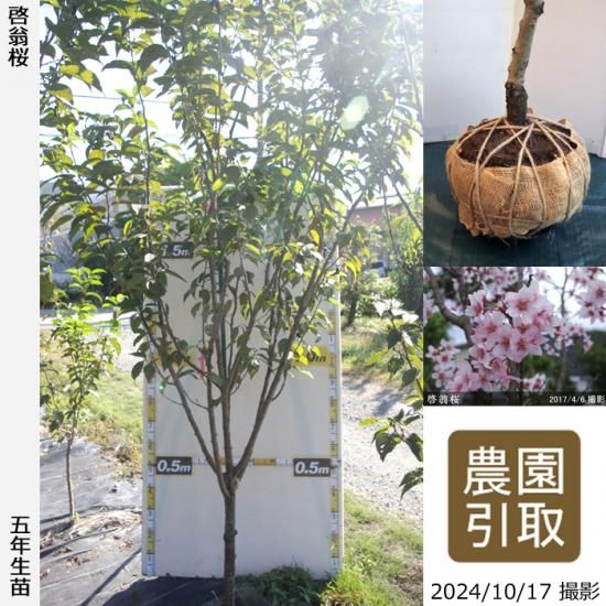 【順次引渡中】大苗◇サクラ(桜