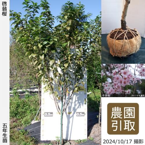 【順次引渡中】大苗◇サクラ(桜