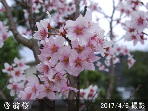 【順次引渡中】大苗◇サクラ(桜