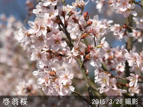 【順次引渡中】大苗◇サクラ(桜