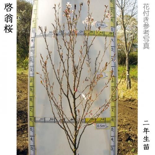 【順次引渡中】大苗◇サクラ(桜