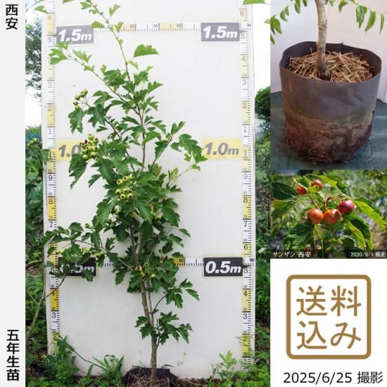 【2025年度予約商品】大苗◇