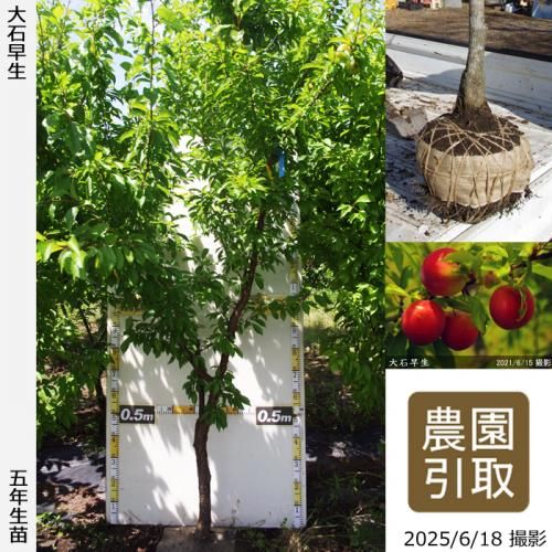 <img class='new_mark_img1' src='https://img.shop-pro.jp/img/new/icons14.gif' style='border:none;display:inline;margin:0px;padding:0px;width:auto;' />2025ǯͽʡġ( ץ)(碌)[Ϸ 2021ǯ:4L]ռӡΤ