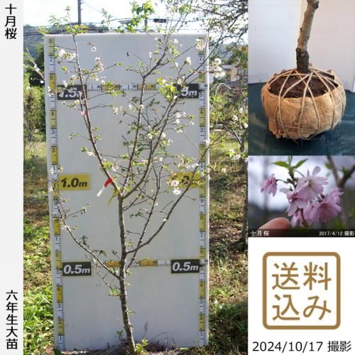 【2025年度予約商品】大苗◇