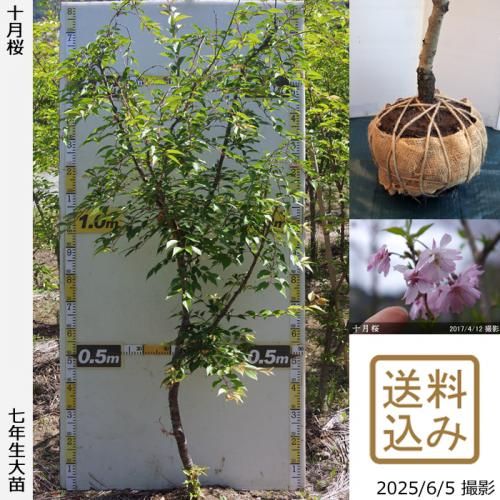 <img class='new_mark_img1' src='https://img.shop-pro.jp/img/new/icons14.gif' style='border:none;display:inline;margin:0px;padding:0px;width:auto;' />2025ǯͽʡġ()(奦ĥ)[Ϸ 2019ǯ:L]