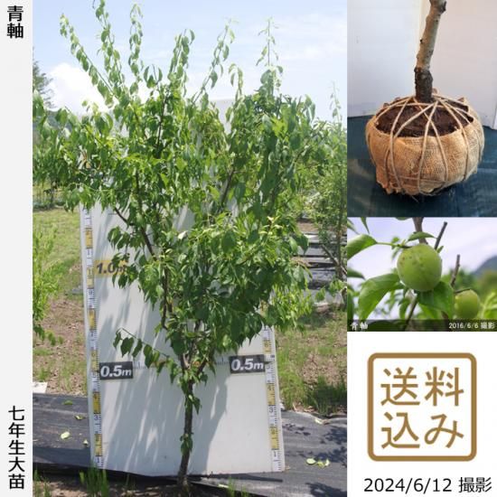 文人調の〈青じく梅〉 - 植物/観葉植物