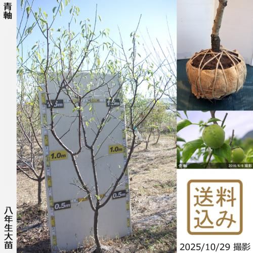 【順次出荷中】大苗◇ウメ(実梅