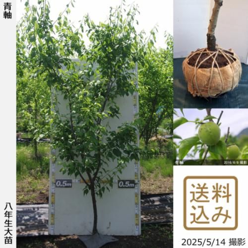 【順次出荷中】大苗◇ウメ(実梅