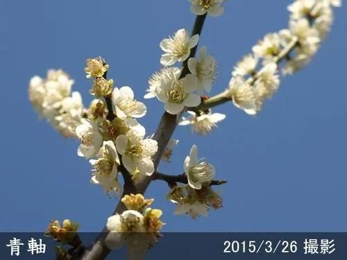 【順次出荷中】大苗◇ウメ(実梅