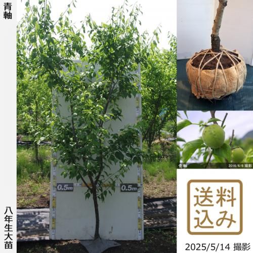 <img class='new_mark_img1' src='https://img.shop-pro.jp/img/new/icons14.gif' style='border:none;display:inline;margin:0px;padding:0px;width:auto;' />2025ǯͽʡġ()ļ()[Ϸ 2018ǯ:L]ռӡ緿