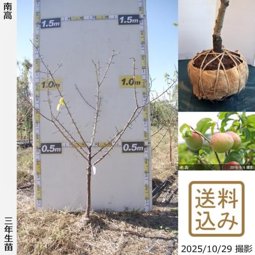 2025ǯͽʡ3ǯġ()(ʤ󤳤)[Ϸ 2023ǯ:M]