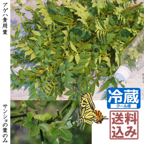 アゲハ幼虫食用にお勧め 山椒の農薬不使用葉 - 記念樹・果樹苗