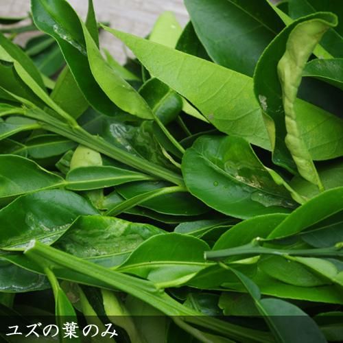 農薬不使用栽培生葉 アゲハ幼虫食用にお勧め アゲハ食用葉 食樹 ユズの葉のみ 特等大苗専門店の隅田農園 京都亀岡 農薬不使用栽培生葉 アゲハ幼虫食用にお勧め アゲハ食用葉 食樹 ユズの葉のみ 特等大苗専門店の隅田農園 京都亀岡
