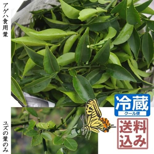 アゲハ　エサ　柚子の葉　無農薬 2025年最新】アゲハ 餌 柚子の葉の人気アイテム - メルカリ