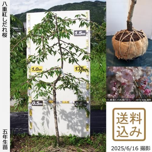 <img class='new_mark_img1' src='https://img.shop-pro.jp/img/new/icons14.gif' style='border:none;display:inline;margin:0px;padding:0px;width:auto;' />2025ǯͽʡġ() ȬŹȤ[Ϸ 2021ǯ:M]緿