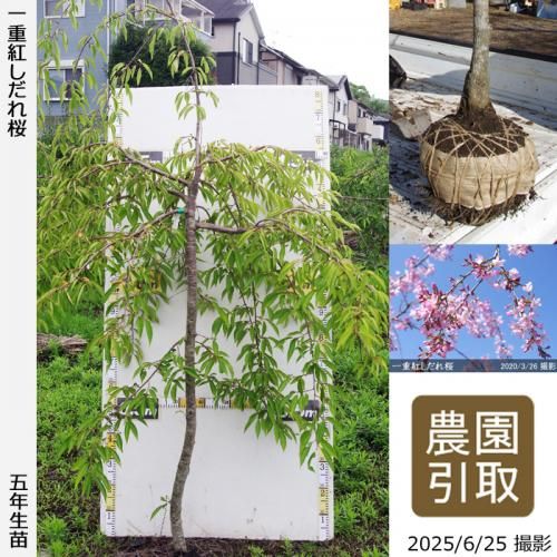 <img class='new_mark_img1' src='https://img.shop-pro.jp/img/new/icons14.gif' style='border:none;display:inline;margin:0px;padding:0px;width:auto;' />2025ǯͽʡġ() ŹȤ[Ϸ 2021ǯ:LL(high)]Τ