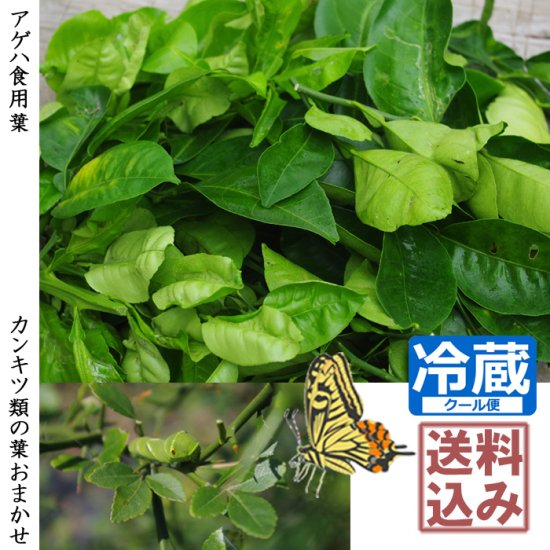 無農薬生葉 アゲハ幼虫食用にお勧め 柑橘 山椒の無農薬葉 記念樹 果樹苗 大苗 苗木販売の隅田農園 京都亀岡